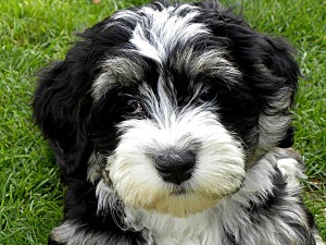 cão havanese branco e preto