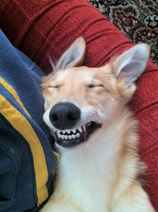 cachorro-sorrindo (2)