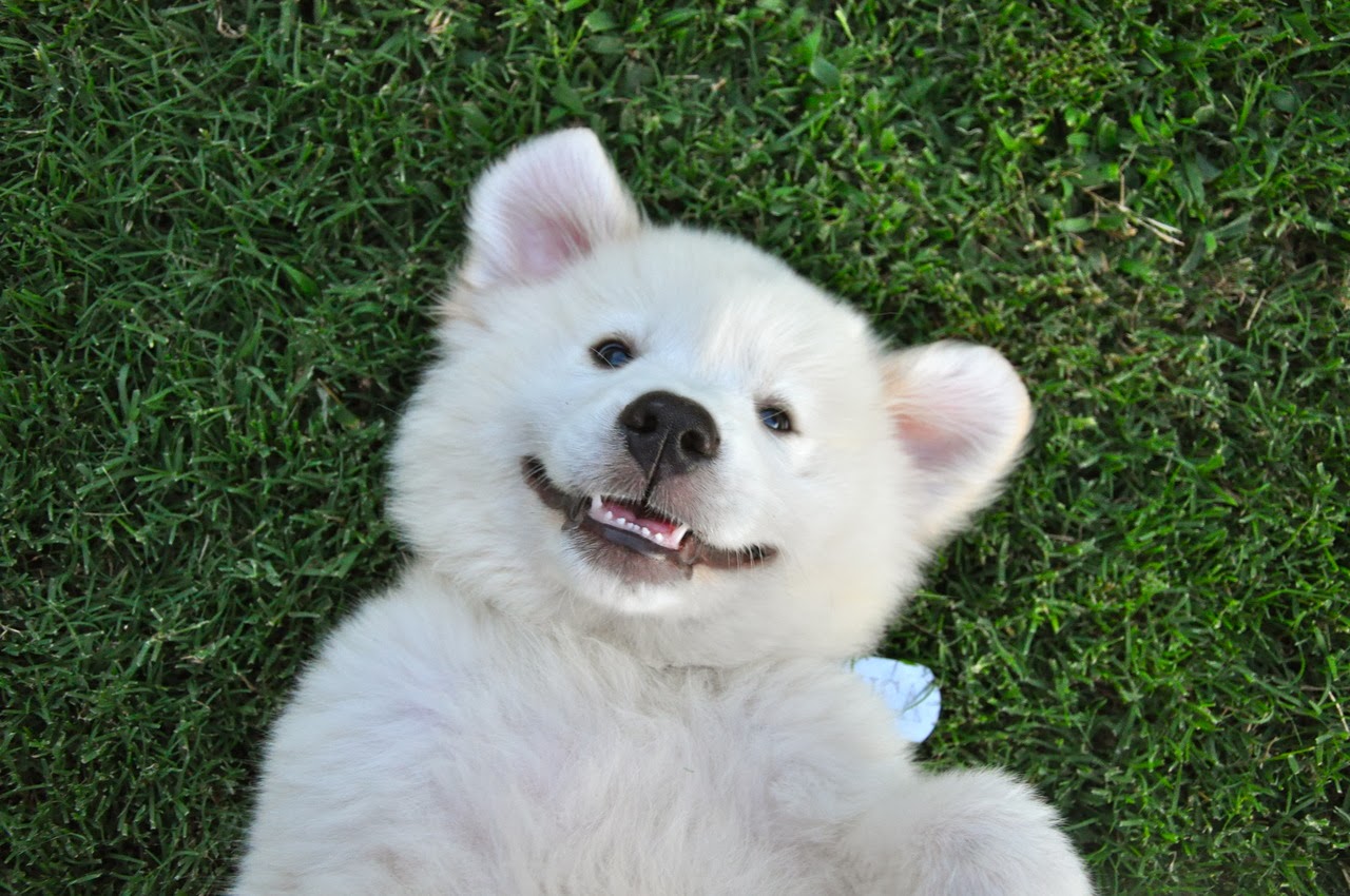 cachorro-sorrindo