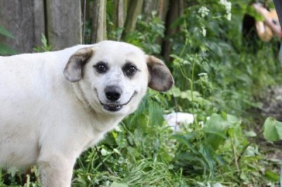 cachorro_sorrindo