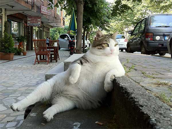 foto-gato-sentado-7