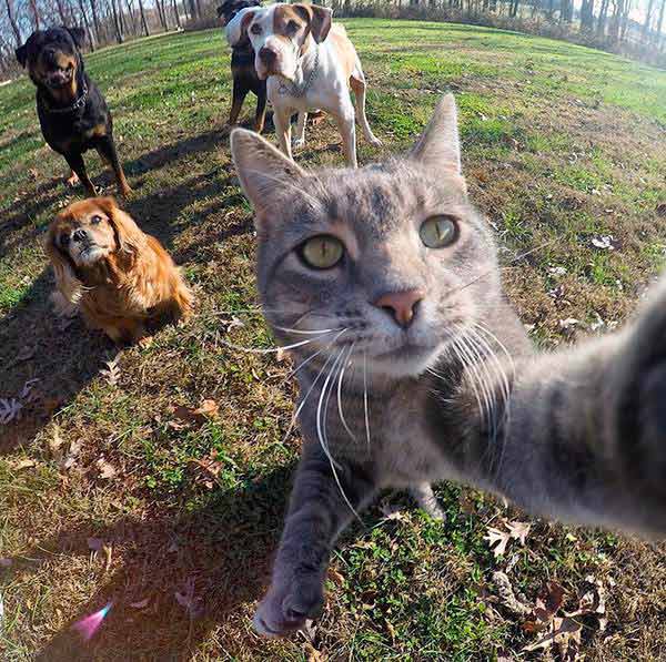 gato-selfie-2