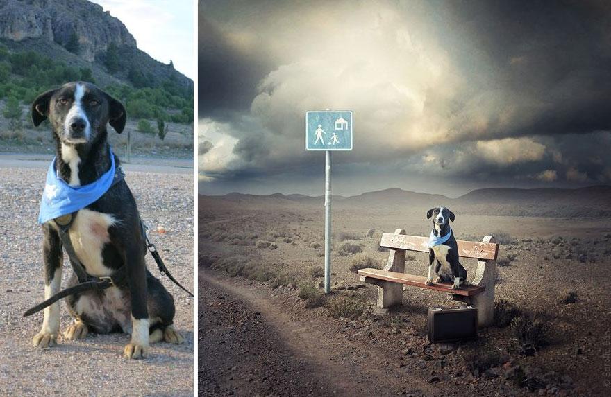 surreal-photography-shelter-dogs-sarolta-ban-5-b