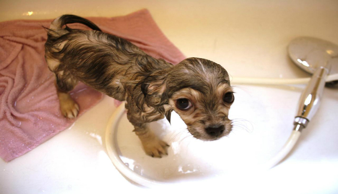 Como dar Banho em Filhote de Cachorro?