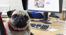 Pet na empresa: quando os animais no ambiente de trabalho são bem vindos