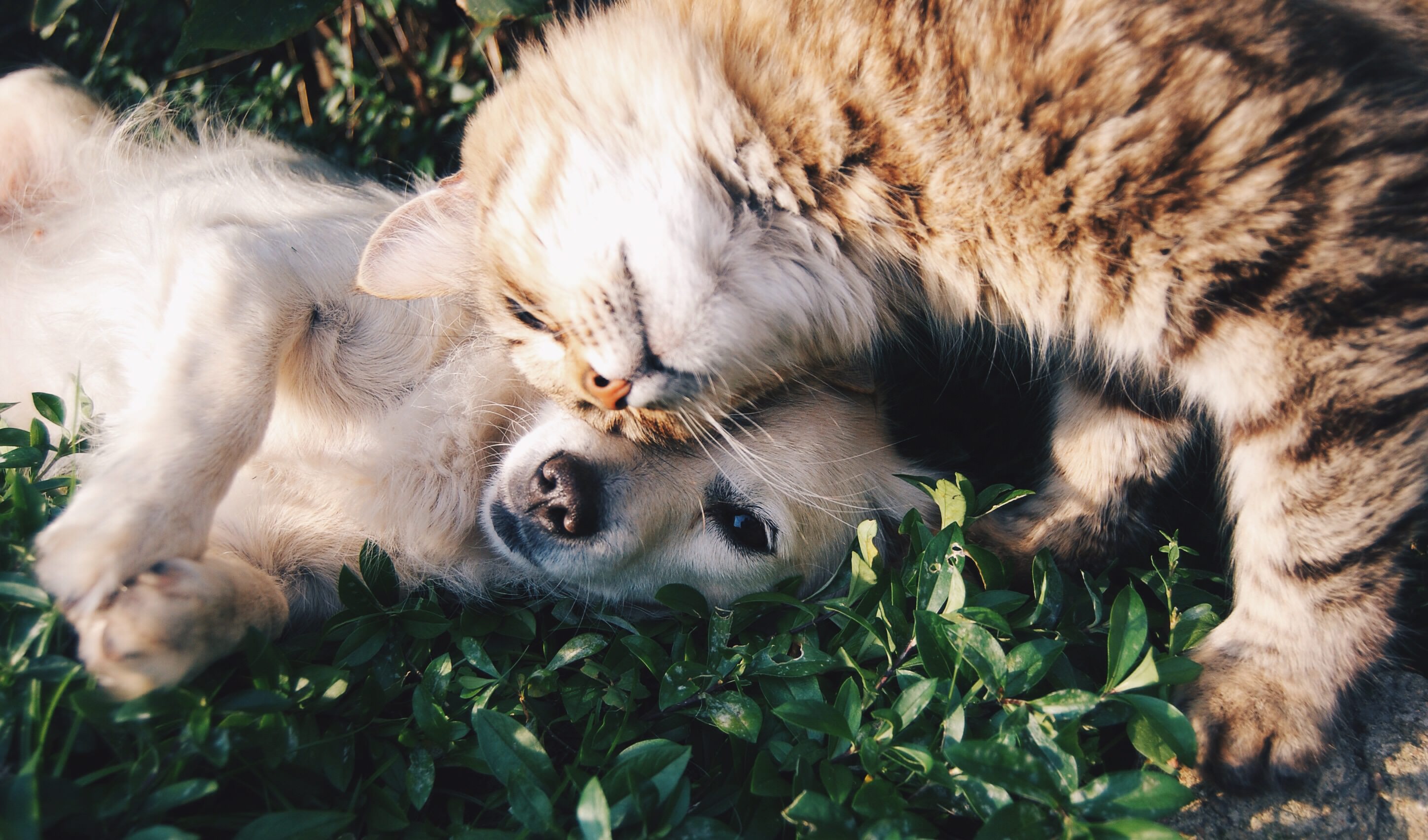 Cães vs Gatos – Os felinos estarão dominando, será?