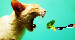 Alimentos naturais para gatos – Saiba o que pode: