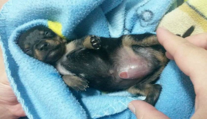 Cachorro mutilado para ser vendido como fêmea