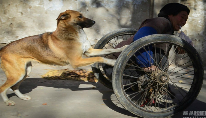 Cadela transporta todos os dias seu dono paraplégico – Emocionante!