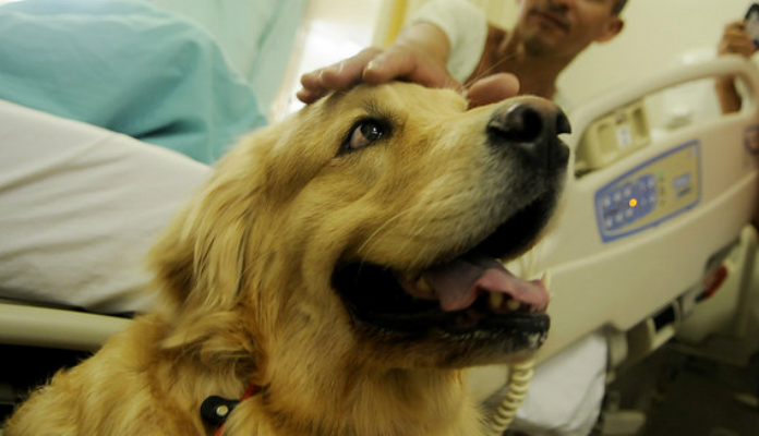 Visita de cão para dona com câncer em hospital no RS