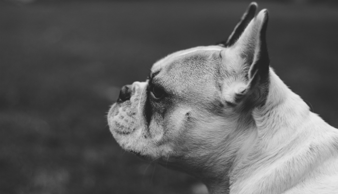 Fogos de artifícios e os cães: Como amenizar o estresse
