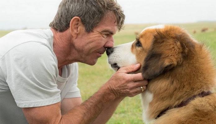 Cachorro maltratado: Peta pede boicote a filme após maus tratos