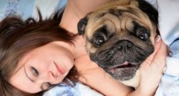 Psicóloga diz que cães sonham com seus donos