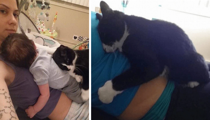 Dona fica grávida e reação de gata é incrível… Veja.