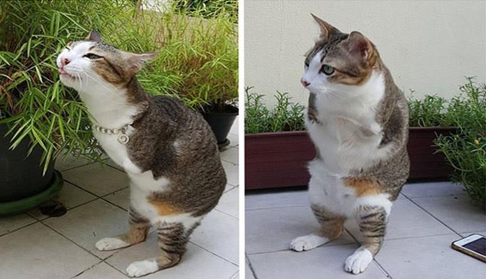 Gato perde as patas dianteiras após sofrer um choque e aprende a andar