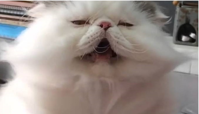 Vídeo de gato com jatos de ar no Pet Shop viraliza na web – assista