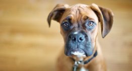 Leishmaniose canina: o que é, como prevenir e tratar
