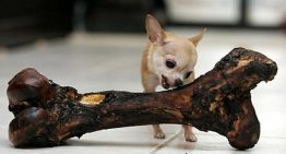 10 motivos para NÃO dar ossos para o seu cãozinho