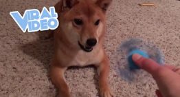 Vídeo viral: veja o cachorro que não gosta de Fidget Spinner