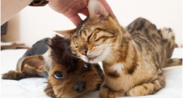 Por que cães e gatos gostam de cafuné e de coçar suas cabecinhas?