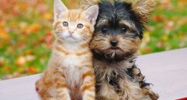 Câncer de pele em cães e gatos | Portal dos Cães e Gatos