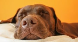Por que o seu cão treme enquanto está dormindo?