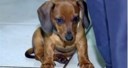 Um cachorro da raça dachshund é morto ao tentar salvar dono de ataque de Pit Bull em SP