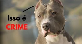 Cortar orelhas e rabo de cachorro é crime | Portal dos Cães e Gatos