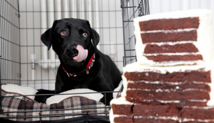 Labradora come bolo de casamento no dia da festa