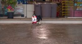 O cachorro Pituco que leva sua ração pra casa ao sair do pet shop