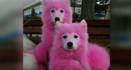 Cães tingidos de rosa p/ ganhar dinheiro com turistas