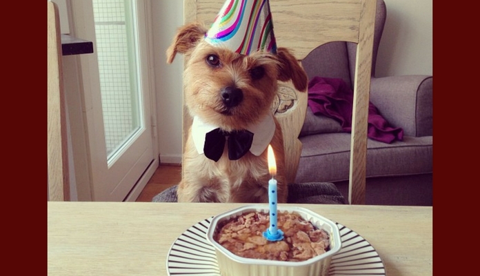 4 Receitas de bolo de aniversário que o seu cachorro vai adorar