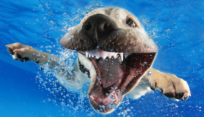 Fotógrafo faz fotos incríveis de cães mergulhando na água