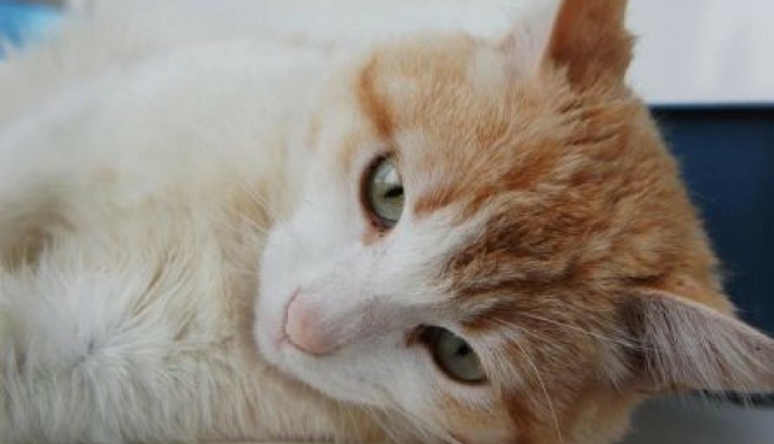 Idoso de 69 anos mata gato a pauladas: Veja o motivo