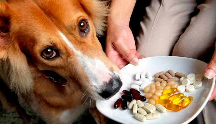5 remédios que você não deve dar ao seu cachorro