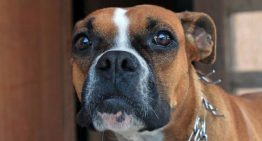 Após deixar cão para eutanásia, dona o encontra para adoção na internet
