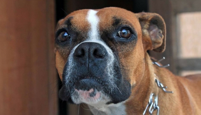 Após deixar cão para eutanásia, dona o encontra para adoção na internet