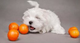 Frutas cítricas são proibidas para cães: mito ou verdade?
