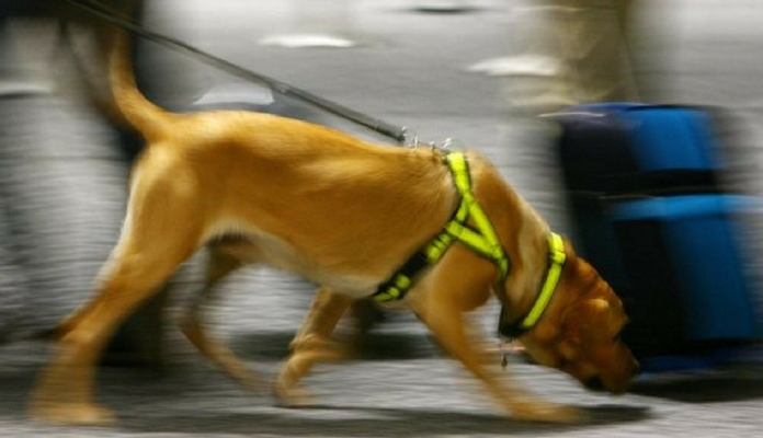 Cão encontra idosa desparecida que tinha engarrafado seu próprio cheiro