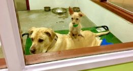 Cães resgatados são amigos inseparáveis | Portal dos Cães e Gatos