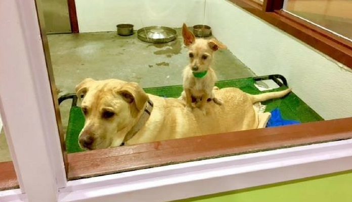Cães resgatados são amigos inseparáveis | Portal dos Cães e Gatos