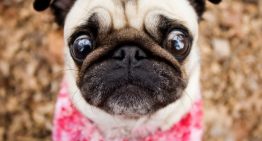 Como evitar as doenças oftalmológicas mais comuns em cães