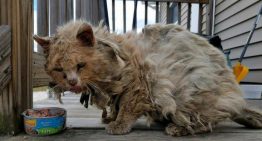 Gato resgatado tem transformação incrível e logo foi adotado