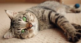 Muita atenção: 5 coisas que você jamais deve fazer com seu gato