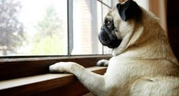 Dicas: Como lidar com a ansiedade de separação em cães