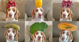 Verduras e legumes PERMITIDOS para cachorros