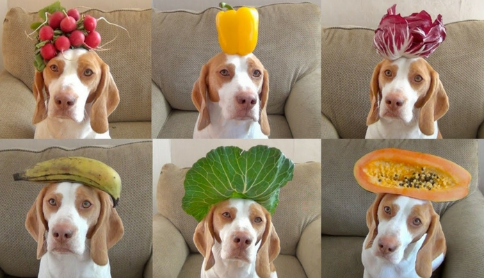 Verduras e legumes PERMITIDOS para cachorros
