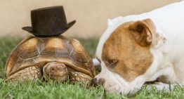 Amizade entre um cão e uma tartaruga é a coisa mais doce que você verá hoje