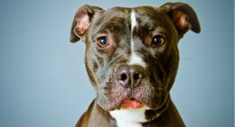 Pit bulls são cães mais bonzinhos do que chihuahuas diz pesquisa