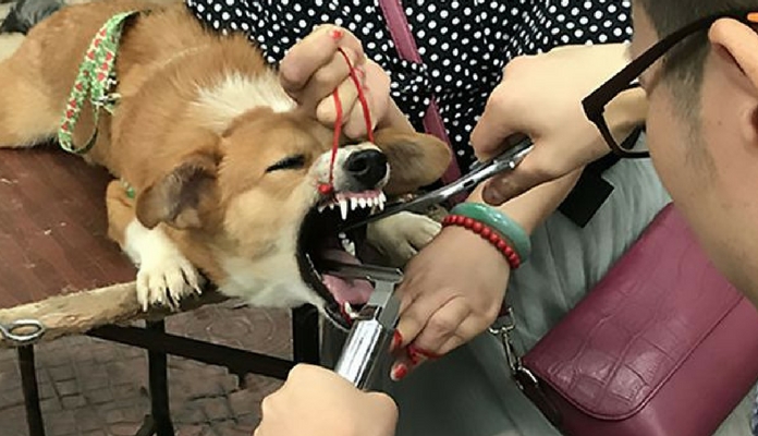 Falso veterinário realizava cirurgia de retirada de cordas vocais em cães sem anestesia